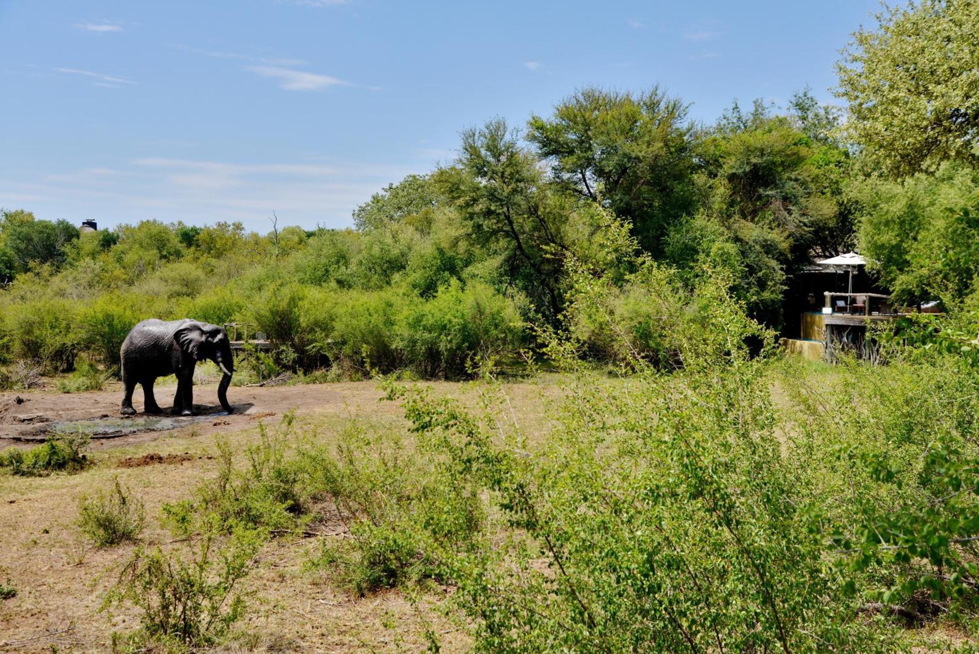 Motswiri Private Safari Lodge Madikwe Game Reserve Exterior foto