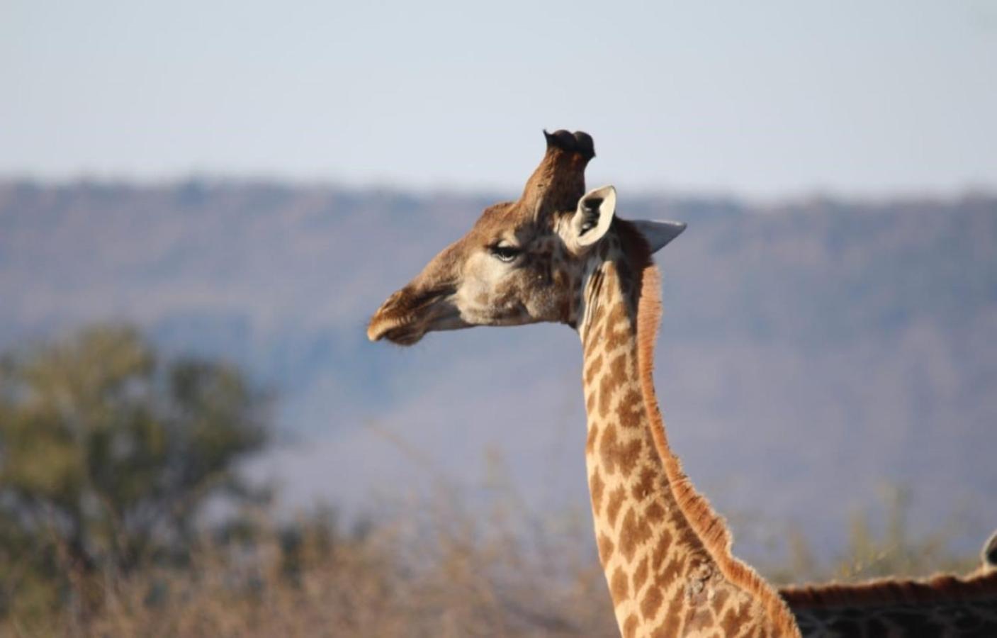 Motswiri Private Safari Lodge Madikwe Game Reserve Exterior foto