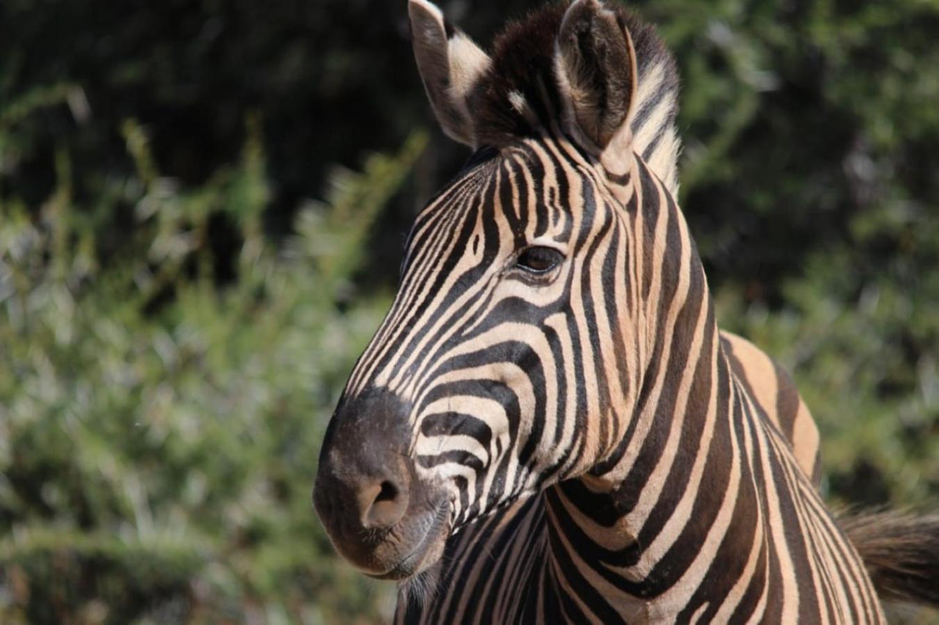 Motswiri Private Safari Lodge Madikwe Game Reserve Exterior foto