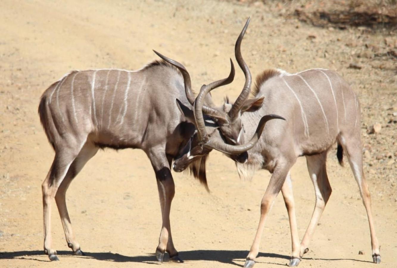 Motswiri Private Safari Lodge Madikwe Game Reserve Exterior foto