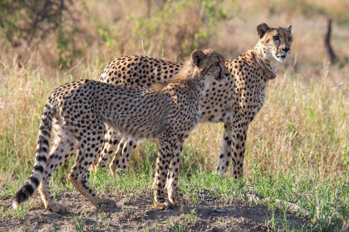 Motswiri Private Safari Lodge Madikwe Game Reserve Exterior foto