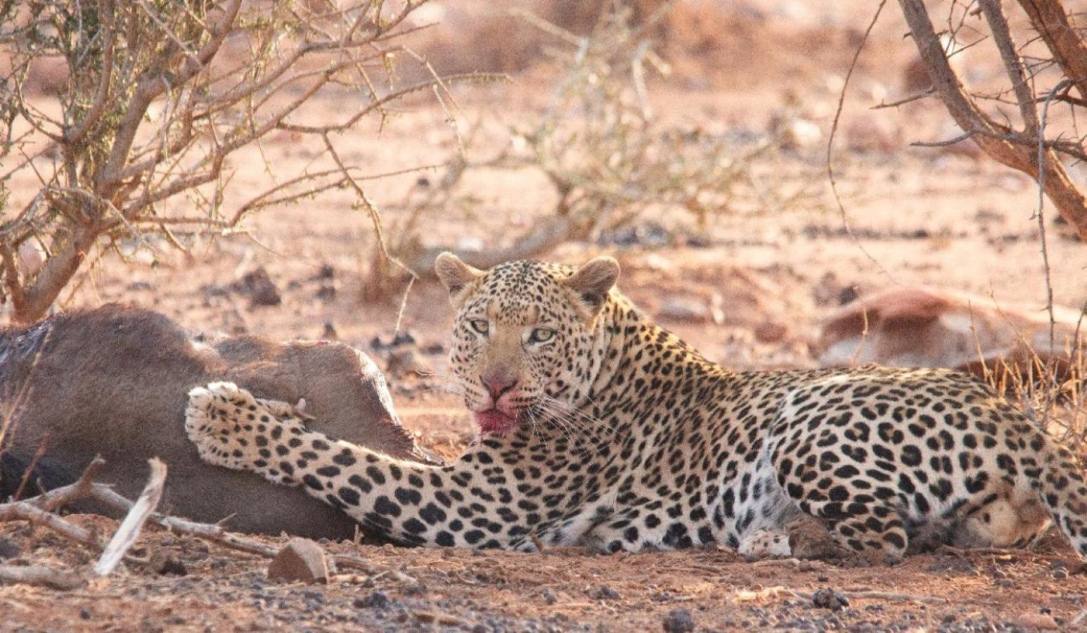 Motswiri Private Safari Lodge Madikwe Game Reserve Exterior foto