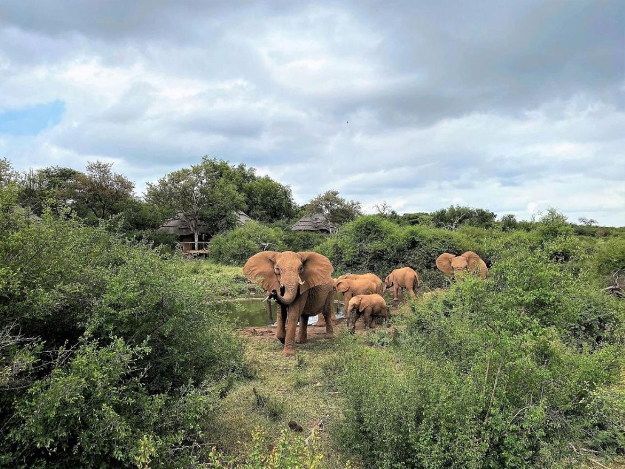 Motswiri Private Safari Lodge Madikwe Game Reserve Exterior foto