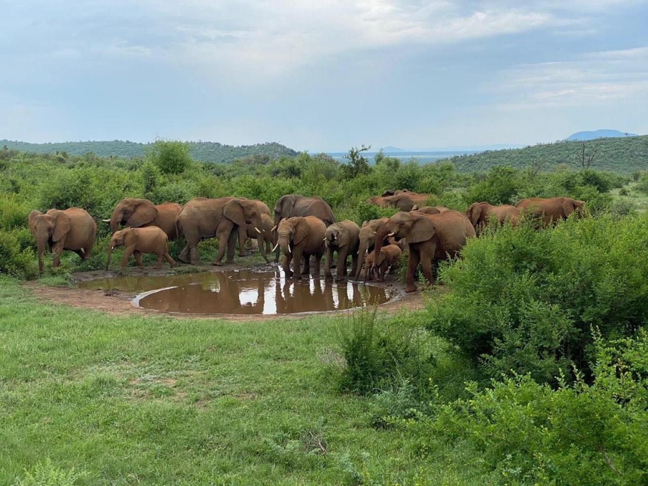 Motswiri Private Safari Lodge Madikwe Game Reserve Exterior foto